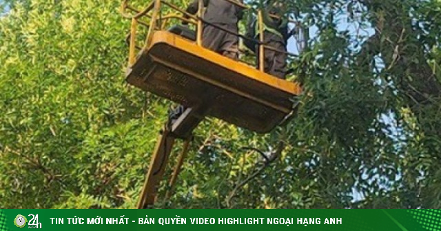 Hà Nội: Cắt sửa hơn 35.000 cây xanh trước mùa mưa bão