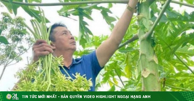 Ở xã Củ Chi, TPHCM có anh nông dân "hô biến" loại cây từng bị ruồng rẫy thành cây "đào vàng"