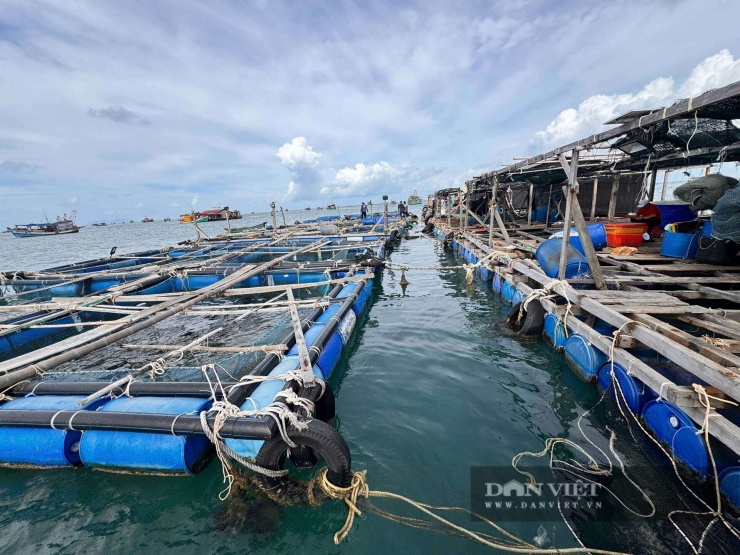 Hồng Cẩm