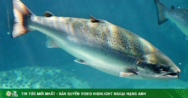 Loại cá đắt đỏ, giàu omega 3 rất tốt cho tim mạch