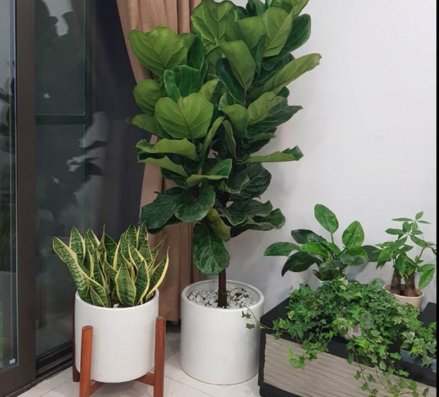 Cây bàng Singapore là một trong những loại cây cảnh lớn phổ biến với những chiếc lá lớn, bóng bẩy, cây này thu hút mọi ánh nhìn một cách tự nhiên.