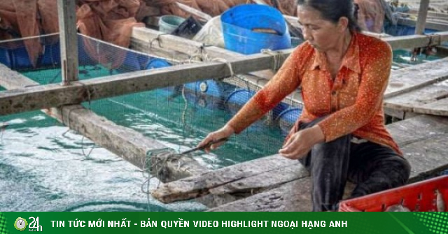 Ở đảo Nam Du (thuộc Kiên Giang trước đây, nay là tỉnh An Giang) dân làm giàu từ nghề nuôi cá lồng bè, toàn con to bự