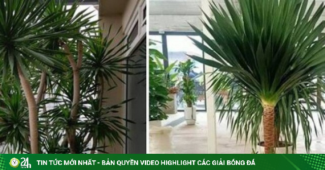 Top cây cảnh "quốc dân" size lớn được giới nhà giàu săn đón: Nhà bạn có chưa?