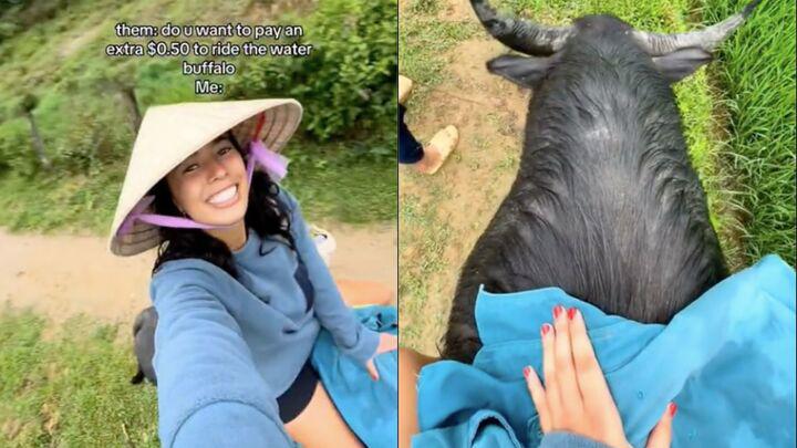 Du khách Tây đua nhau chia sẻ về trải nghiệm cưỡi trâu ở Việt Nam - 2