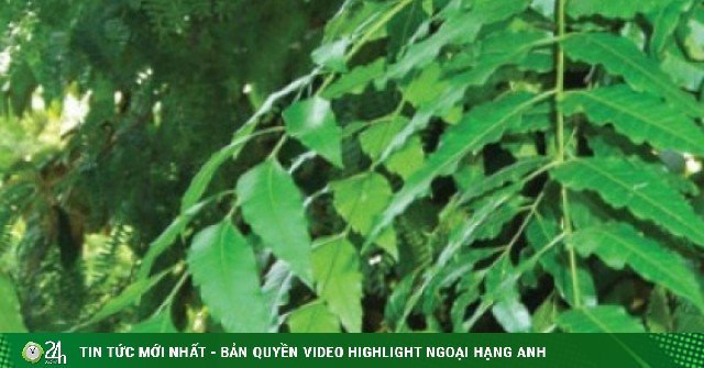 Gỏi sầu đâu khô cá sặc: Đặc sản 'đắng trước ngọt sau' hút khách miền Tây