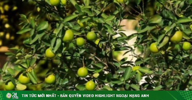 Cây thuốc quý bộ phận nào cũng dùng được, sử dụng đúng cách cơ thể càng trẻ khỏe