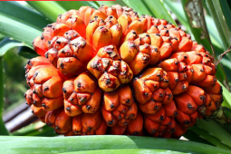  Người bị ho đàm nên biết!