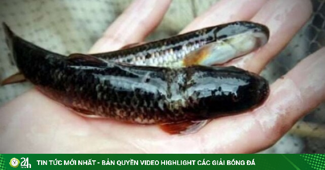 Cá sâm sống dưới suối ở Lai Châu là cá gì, vì sao cá này còn gọi là cá đắng, đã là đắng sao khối người vẫn ham ăn?