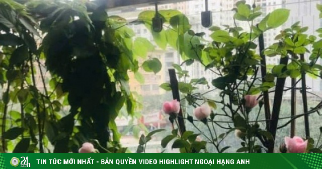 Tuyệt chiêu chống nắng cho ban công: Biến "lò bát quái" thành góc thư giãn mát rượi
