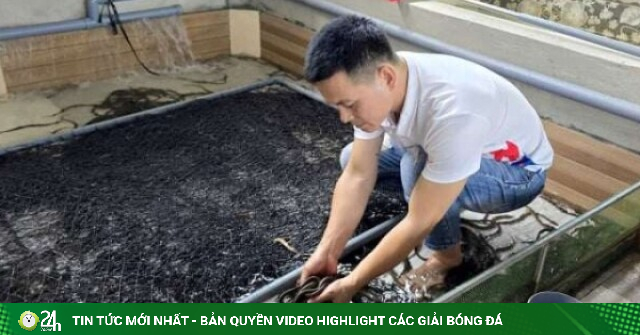 Rời phố về quê, trai làng Quảng Trị nuôi con vật này dày đặc, chưa từng bị "quá lứa"