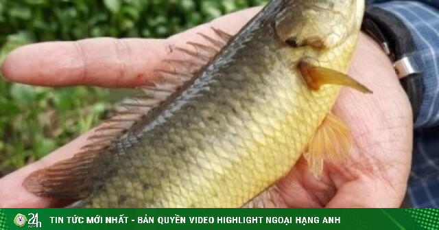 Loài cá giàu đạm bán đầy chợ Việt với giá bình dân