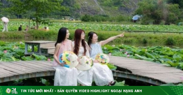 Hút hồn mùa sen Hang Múa: "Nàng thơ" kiêu kỳ tỏa sáng giữa lòng di sản Ninh Bình