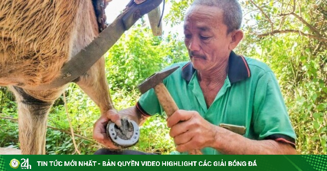 Nghề “đo ni đóng giày” cho ngựa trên cù lao Thới Sơn