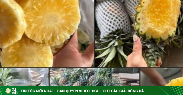 Dứa mật Pu Lau là dứa gì mà được nhiều người tiêu dùng ‘săn đón’ đến vậy?