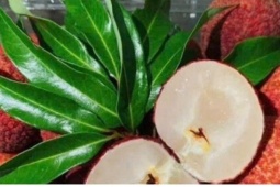 Vải không hạt khan hiếm, giá tăng lên 800.000 đồng/kg, khách đặt trước vẫn khó