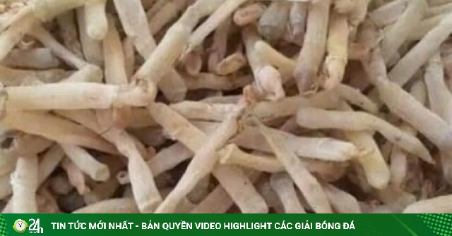 Vì sao sá sùng được nhiều người coi là “thần dược” từ biển cả?