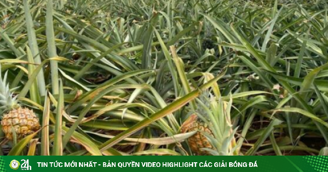 Dứa Thanh Hóa rẻ như cho, lên Hà Nội giá 25.000 đồng/kg