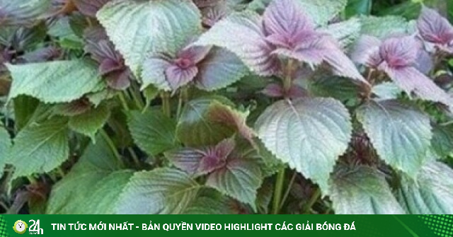 Bí quyết uống lá tía tô của người Nhật để sống khỏe mỗi ngày
