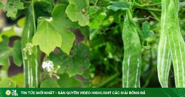 Vị thuốc bổ ăn vào mát tận ruột gan, dưỡng tim, ngừa bệnh vặt