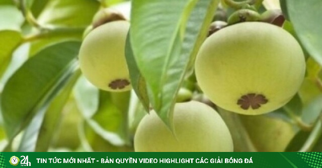 Việt Nam có “nữ hoàng trái cây”, chẳng cần đợi chín ăn vào vẫn có lợi đủ đường