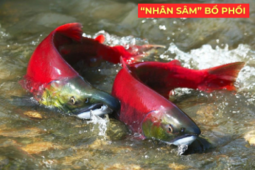 Tin tức sức khỏe - "Nhân sâm dưới nước" siêu đắt đỏ, được ví như “vàng lỏng” cho người đàm, ho, khó thở!