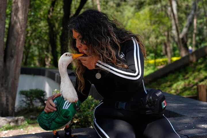 Merlin là gương mặt quen thuộc tại các hội chợ và sự kiện ở khu phố cổ Mexico City. Dù nắng hay mưa, chú vịt thường theo chân bà Gomez và cậu con trai Cristian đi bán nước giải khát bằng xe đẩy vào mỗi cuối tuần. Mỗi lần xuất hiện, Merlin đều thu hút sự chú ý của đám đông với những tiếng reo thích thú, những lời chào thân thiện và hàng loạt lời đề nghị chụp ảnh từ người qua đường.