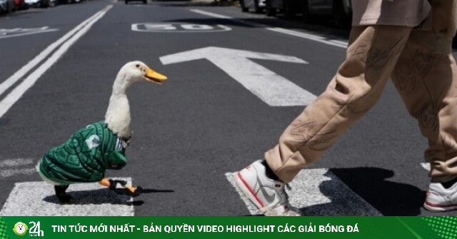 Chú vịt mặc áo tuyển Mexico gây bão World Cup, được FIFA mời đóng quảng cáo