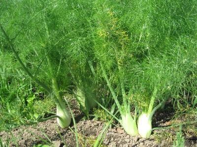 Nhỏ bé nhưng chứa nhiều hoạt chất quý giúp bảo vệ tim mạch, giảm nguy cơ ung thư - 4