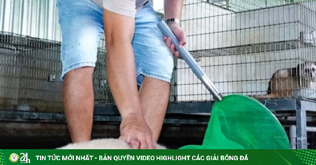 Mang 500 triệu về quê nuôi chồn hương, 8X Cần Thơ thu lãi hơn 1 tỷ đồng/năm