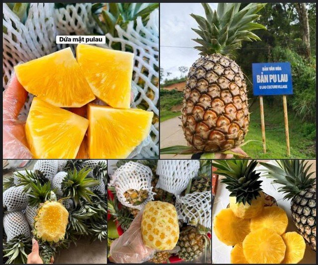 Đặc trưng của dòng dứa mật hữu cơ Pu Lau này là siêu ngọt, quả xanh ăn giòn, ngọt lịm, còn quả chín tươm mật, ngọt khé. Mắt dứa nông, vỏ mỏng nên lợi thịt.