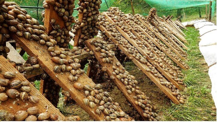 Snailcaviar)