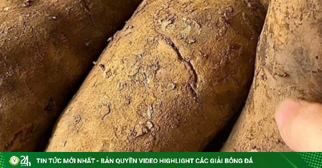 Nhìn như khoai lang, nhưng ăn giòn ngọt hơn củ đậu, ví như 'nhân sâm dưới lòng đất', làm được nhiều món ngon bổ dưỡng