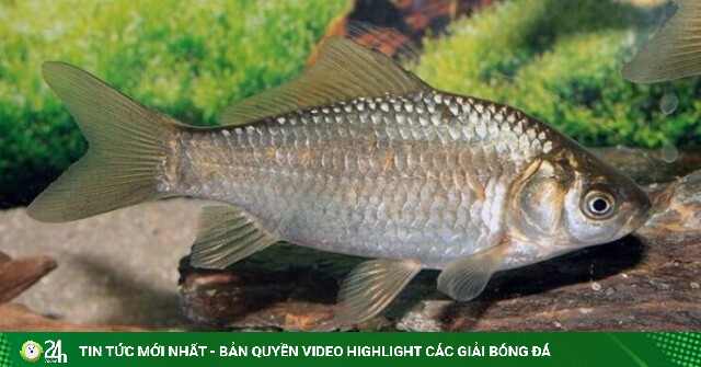 Loại cá chỉ vài chục nghìn đồng/kg nhưng rất tốt cho sức khỏe