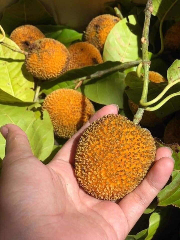 Gáo nhìn rất giống quả chôm chôm. (Ảnh minh họa)