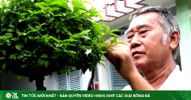 Trồng cây cảnh loại biểu tượng phong thủy về phúc lộc, dân một làng ở Tiền Giang, nay là tỉnh Đồng Tháp thu bạc tỷ