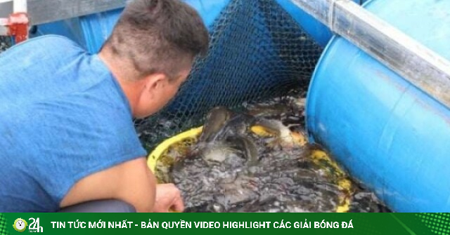 Nuôi thử nghiệm giống cá chép Hungary trên hồ Hòa Bình, tỉnh Phú Thọ-hồ chứa nước ngọt nhân tạo lớn nhất Việt Nam