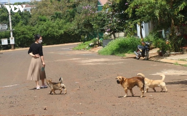 Tình trạng thả rông chó mà không rọ mõm diễn ra phổ biến ở xã Đăk Đoa, Gia Lai. Trong khi đó, nhiều trường hợp chưa tiêm phòng dại cho vật nuôi, làm gia tăng nguy cơ phát sinh và lây lan bệnh dại trong cộng đồng.