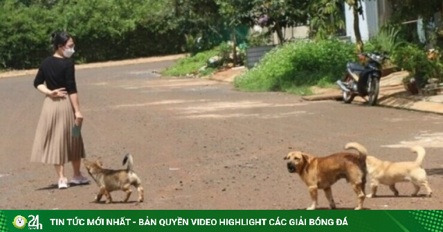 Bị chó hoang cắn, người đàn ông ở Gia Lai vẫn tử vong dù đã tiêm vaccine dại