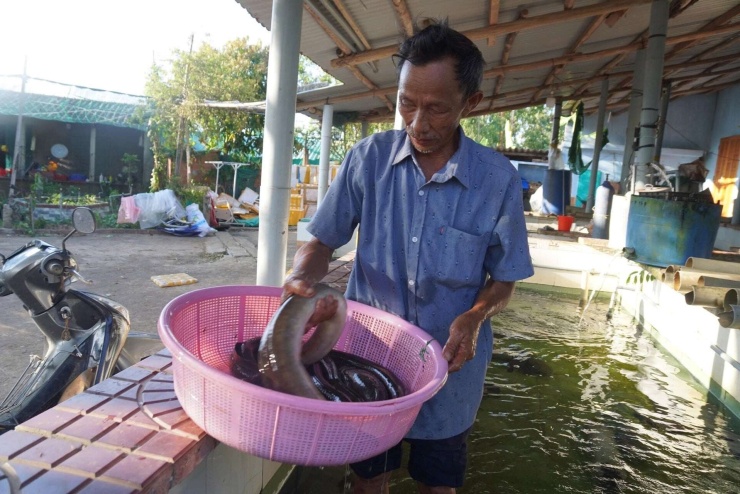 Không chỉ làm giàu cho gia đình, nhiều năm qua ông Tú còn hỗ trợ con giống, chia sẻ kinh nghiệm và chuyển giao kỹ thuật cho các hộ dân quanh đầm Trà Ổ.