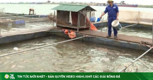 Nuôi cá lồng trên sông, nông dân Bắc Ninh dựng "mỏ vàng" giữa dòng nước, doanh thu hơn 30 tỷ đồng/năm