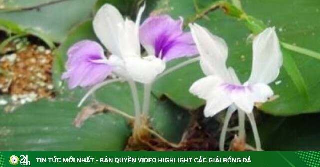 Cây thuốc quý không trồng vẫn mọc tự nhiên, biết dùng sức khỏe liên tục thăng hạng