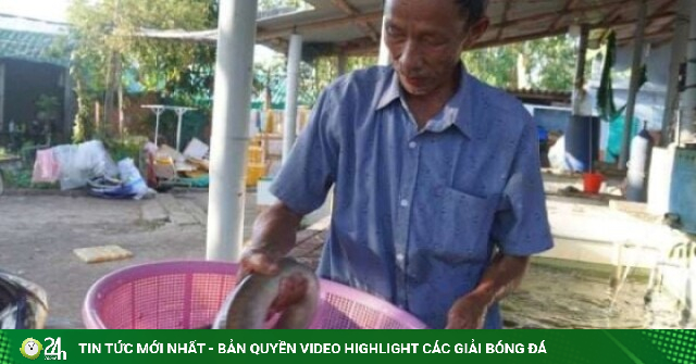 Từng mất tiền tỷ vì thất bại, một người Bình Định (tỉnh Gia Lai mới) nay thu nửa tỷ/năm nhờ loài cá đẻ dưới biển sâu