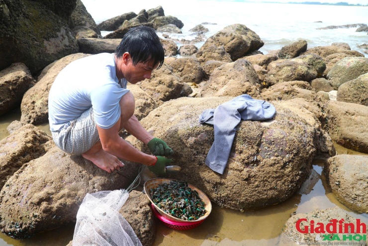Đặc sản ẩm thực bám chi chít trên ghềnh đá, được ví như 'nhân sâm, thuốc bổ' - 6