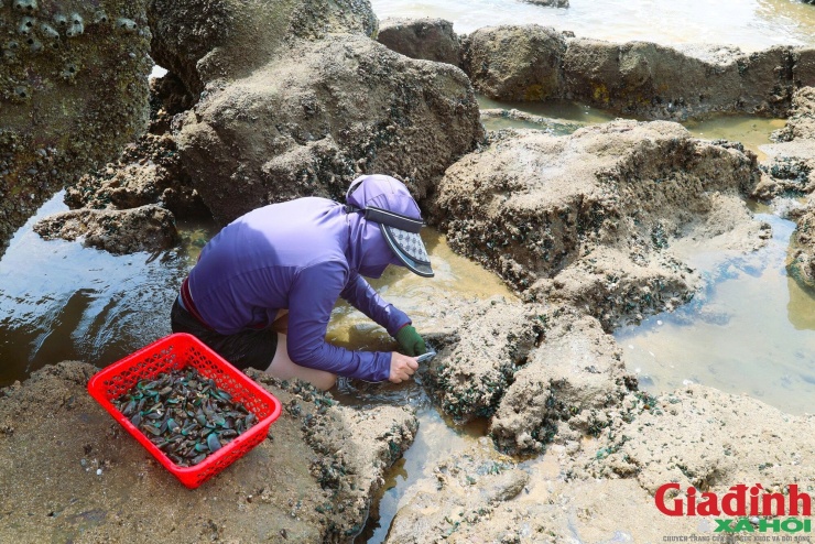 Ở những ghềnh đá gần bờ, phụ nữ cũng miệt mài cạy vẹm. Công việc tưởng nhẹ nhàng nhưng luôn tiềm ẩn nguy cơ trượt ngã vì đá phủ đầy hàu, vẹm và rêu trơn.