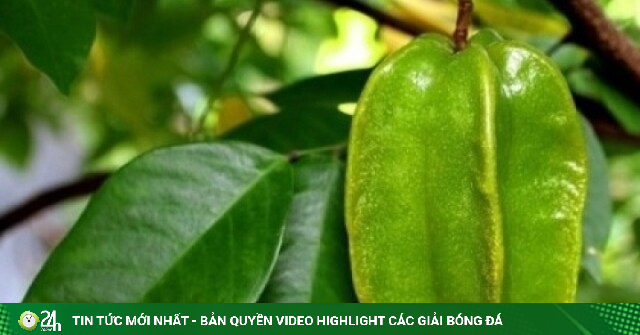 Vị thuốc bổ tim, dưỡng thận mọc đầy vườn nhà lại hay bị ngó lơ