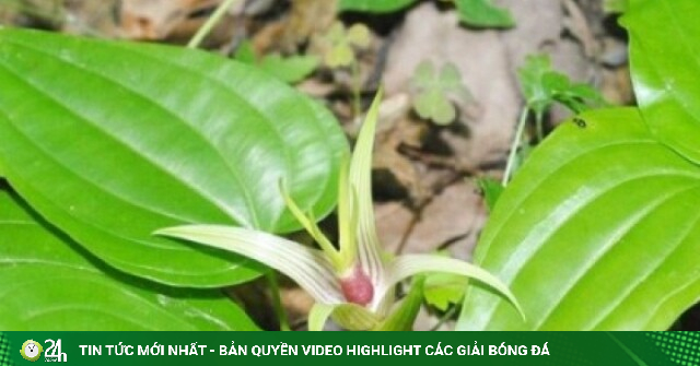 Cây thuốc quý tốt như sâm, mọc dại nhiều nơi lại ít người chú ý