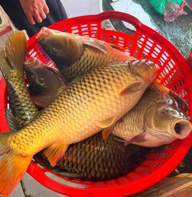 Cá chép giòn có thể chế biến được nhiều món ngon.