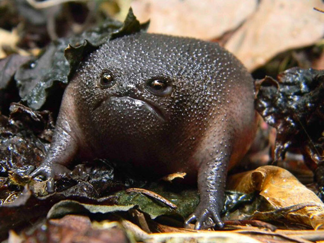 Ếch đen &#40;Black Rain Frog&#41; sống ở bờ biển phía Nam châu Phi có khả năng đào hang sâu tới hơn 150mm.