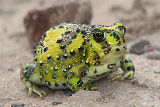 Ếch cây thánh giá &#40;Crucifix Toad&#41; sống chủ yếu ở miền tây New South Wales và Queensland. Chúng sẽ tiết ra một dịch dính như keo trên cơ thể khi bị tấn công.