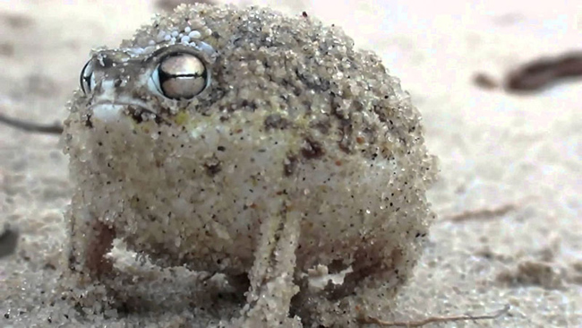 Ếch mưa sa mạc &#40;Desert Rain Frog&#41; có nguồn gốc từ bờ biển Namibia và Nam Phi. Chúng sẽ tạo ra những tiếng gầm gừ đáng sợ khi bị con người tấn công.